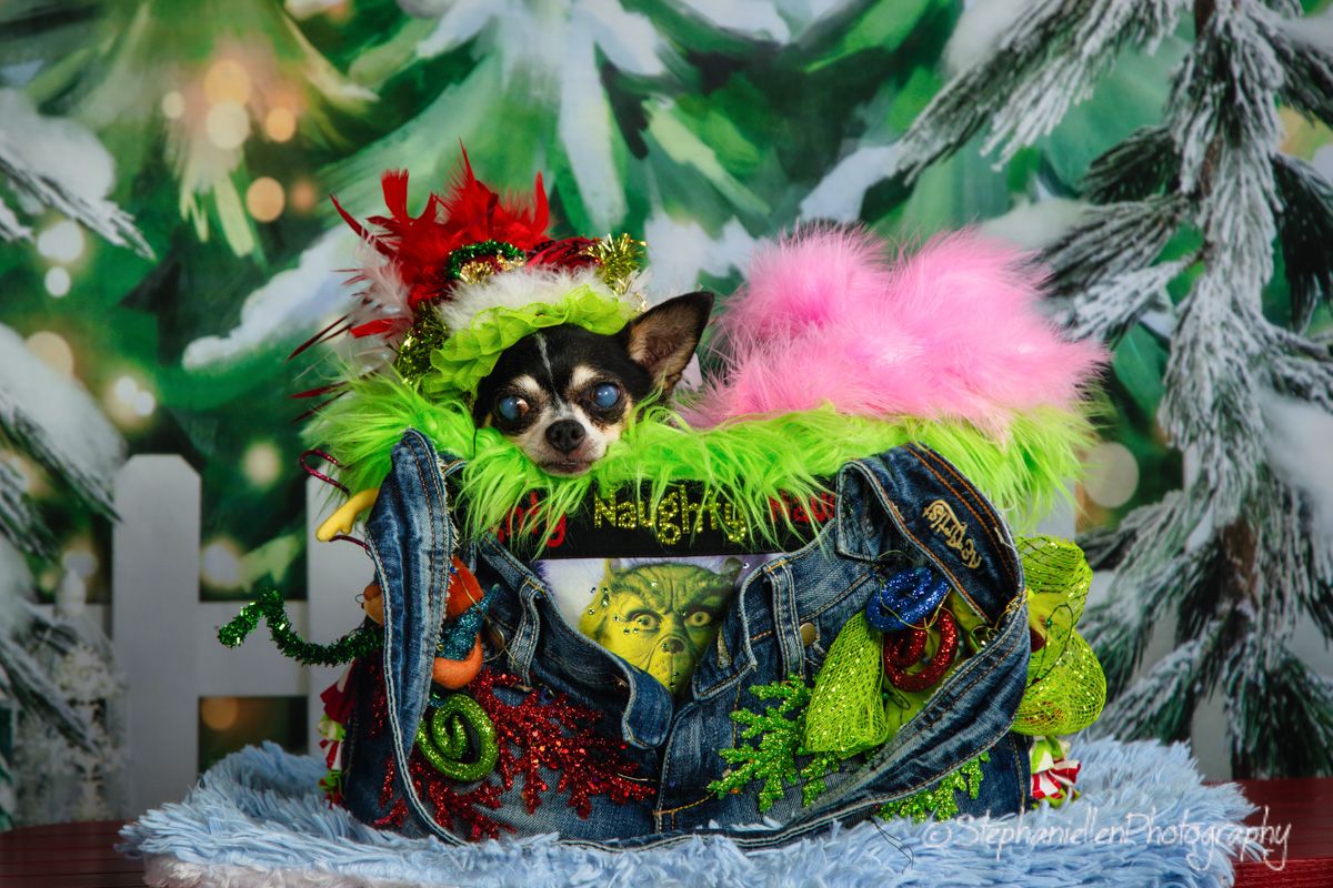 Chihuahua dressed in festive Grinch-themed costume sitting in a decorated bag with Christmas trees in background.
