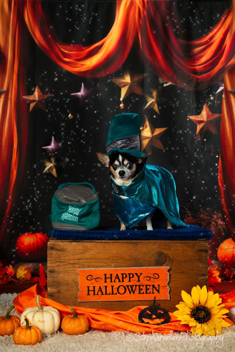 Chihuahua dressed as a wizard in teal cape and hat sitting on a box for a Happy Halloween photo.