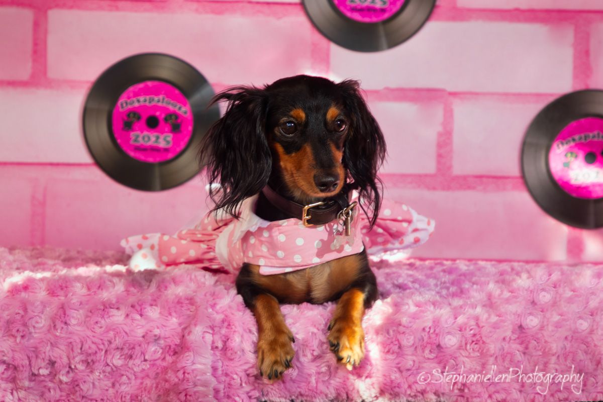 A dachshund dog dressed in a pink outfit poses on a pink fluffy bed with vinyl records on a pink wall backdrop.