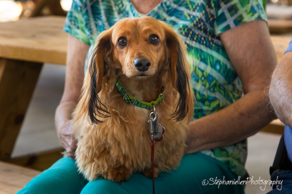 A long-haired dachshund with a green collar sits on a bench beside a person wearing teal pants indoors.