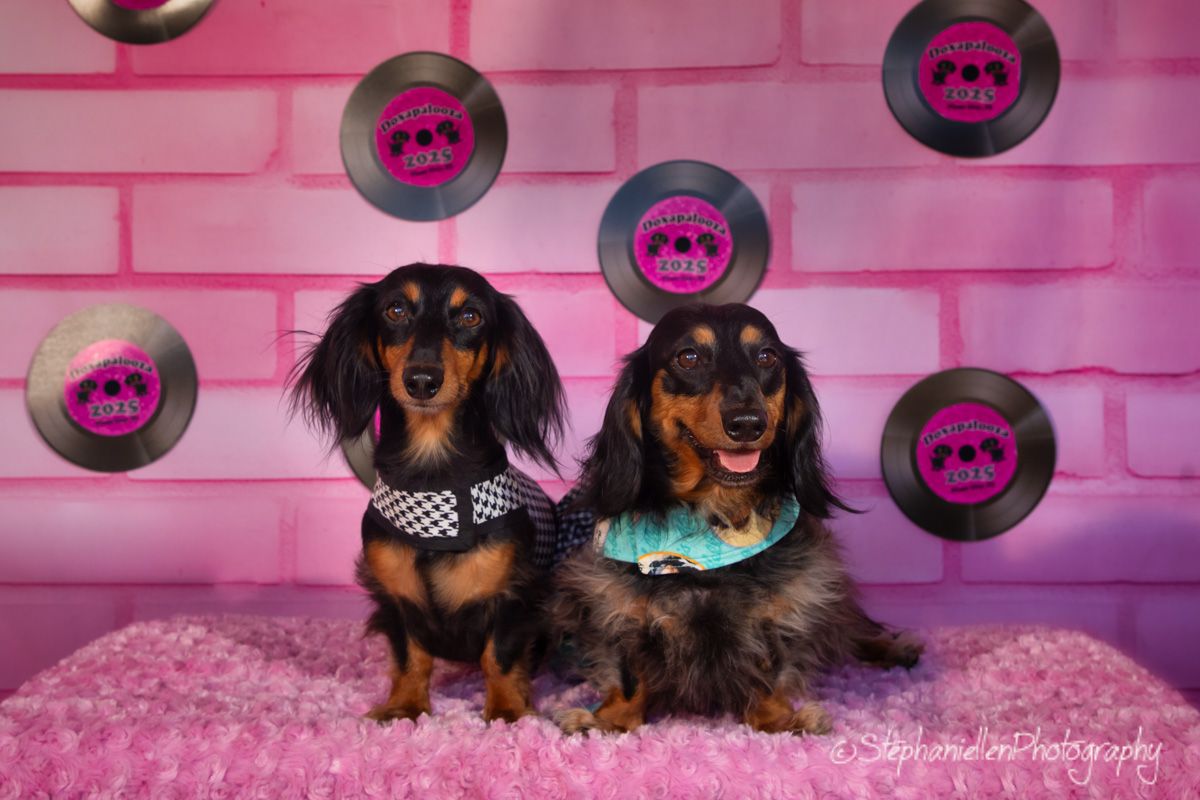 Two dachshunds pose on pink fur with vinyl records and skull decorations in a fun rock-themed photo backdrop.
