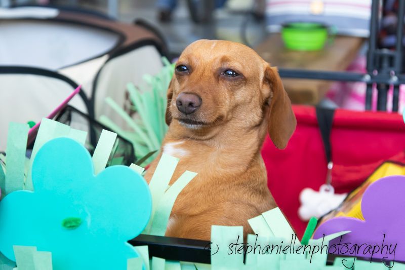 A brown dachshund dog sitting among colorful paper flowers in teal and purple at an outdoor event.