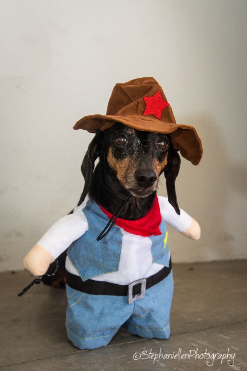 A dachshund dog dressed in a cowboy costume with a brown hat, red bandana, and denim overalls.