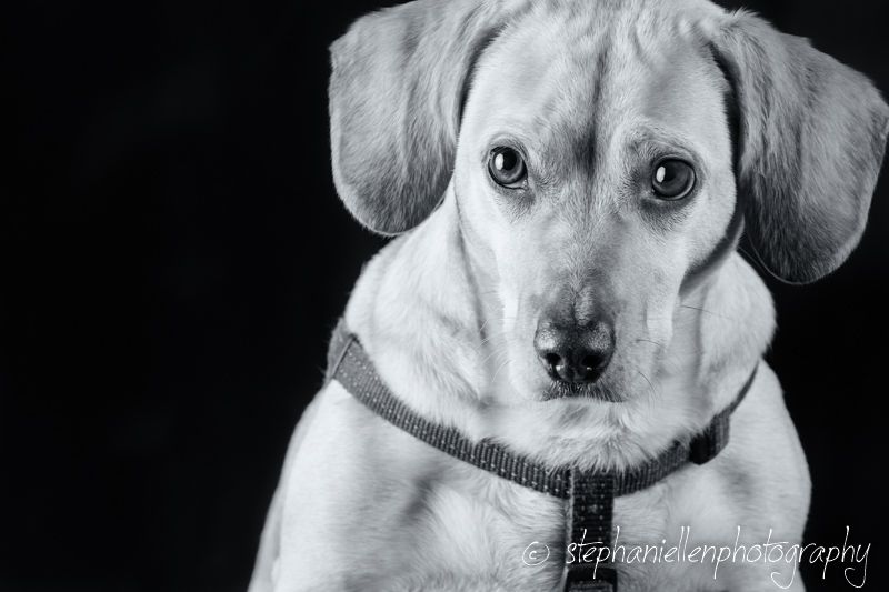 Close-up black and white portrait of a beagle mix wearing a collar.