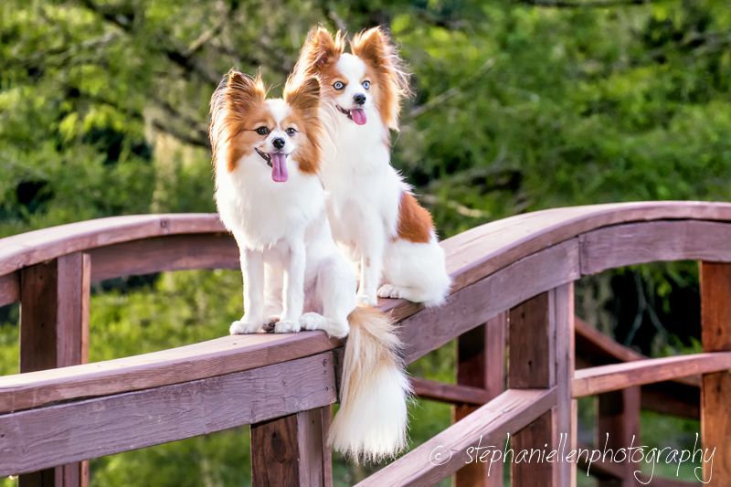 Two Papillon dogs with tongues out posing on a wooden bridge.