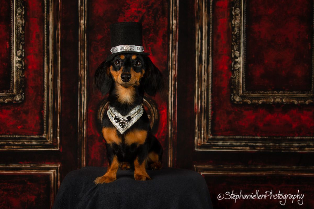 A Dachshund wearing a top hat and jeweled necklace poses regally against a red ornate backdrop.