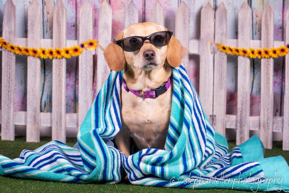 Dog wearing sunglasses wrapped in a striped beach towel in a summer-themed photo shoot.