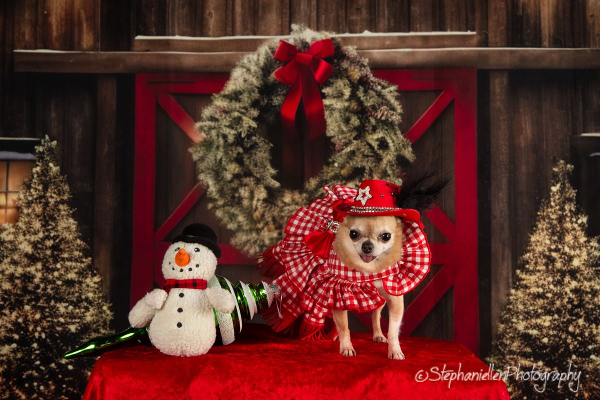 Chihuahua in red gingham dress poses with snowman beside Christmas wreath on barn backdrop.