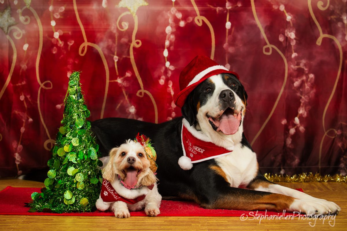 Two dogs in Santa hats pose with green Christmas tree for festive holiday portrait.