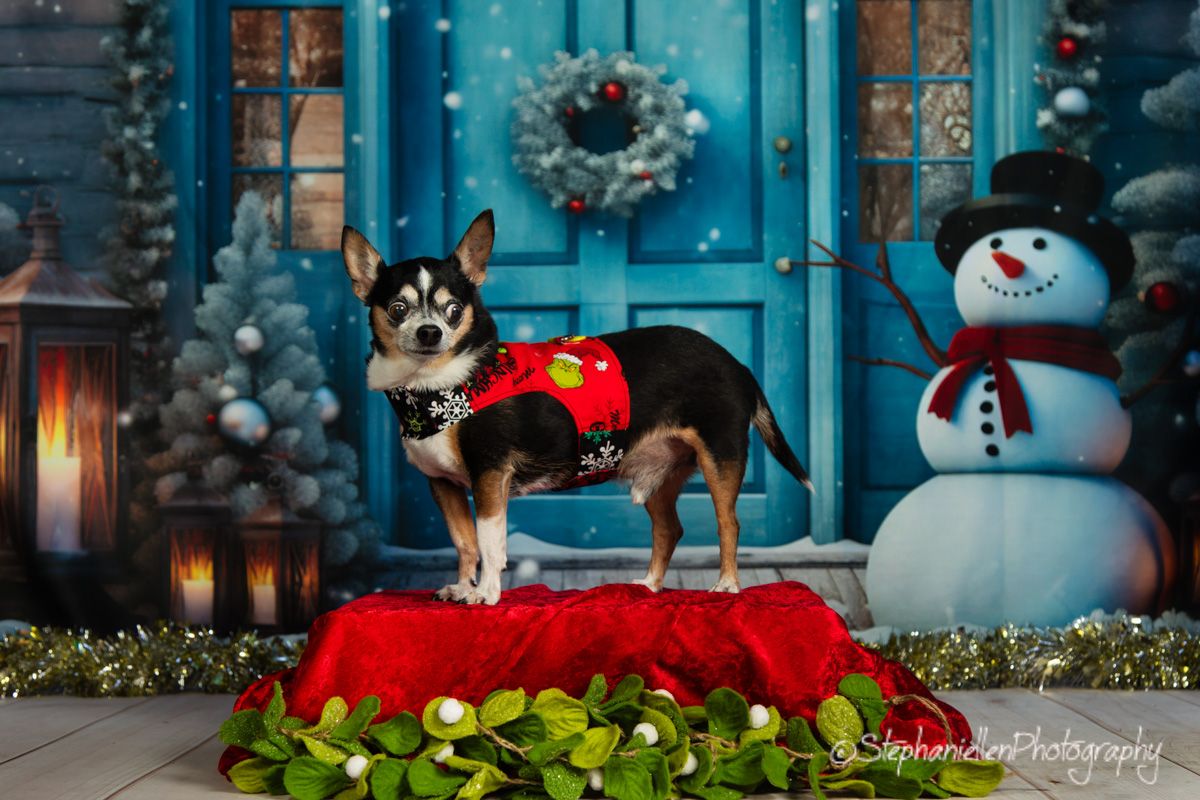 Small dog in festive outfit poses on red velvet with snowman and Christmas decorations backdrop.