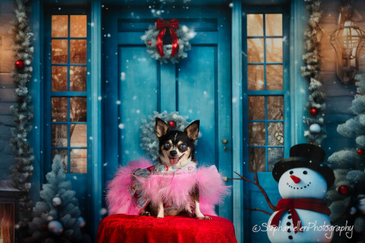 Chihuahua in a pink feather outfit posed before a blue Christmas door with snowman decor.