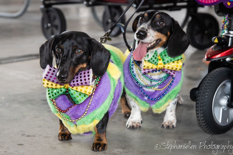 Two dachshunds dressed in colorful Mardi Gras costumes with beads and bow ties pose together on a sidewalk.