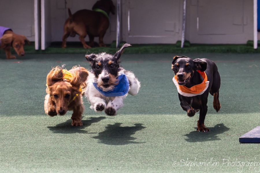 Three small dogs running energetically on green turf indoors, two wearing bandanas, captured mid-stride in a playful race.