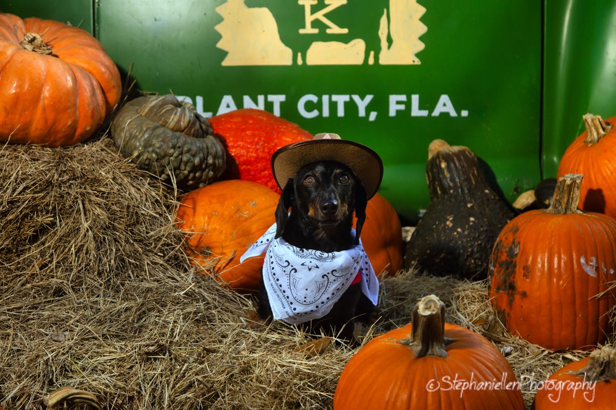 Dachshund dog dressed in cowboy hat and bandana sits among orange pumpkins on hay bales.