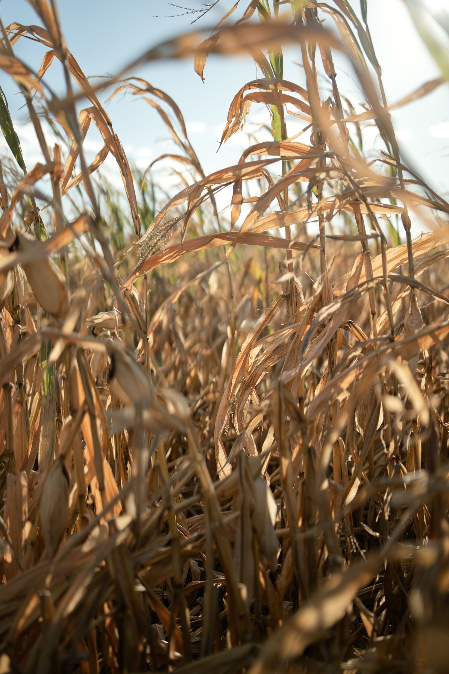Close-up of tall dried golden wheat grass stalks swaying in sunlight against a clear sky.