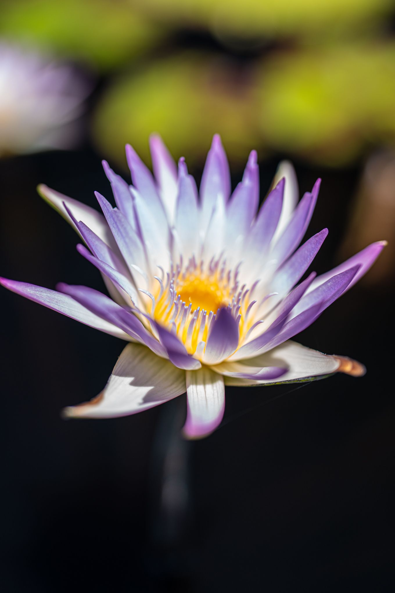 Close-up of a blooming purple and white water lily with yellow center floating on dark water.