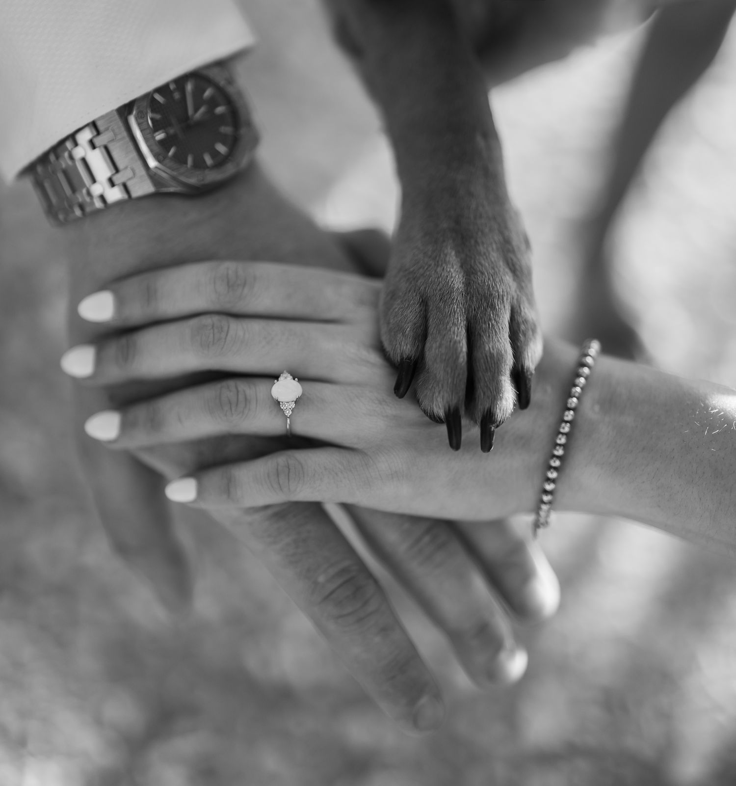 Black and white close-up of engagement ring on womans hand with dog paw and mans wrist watch.