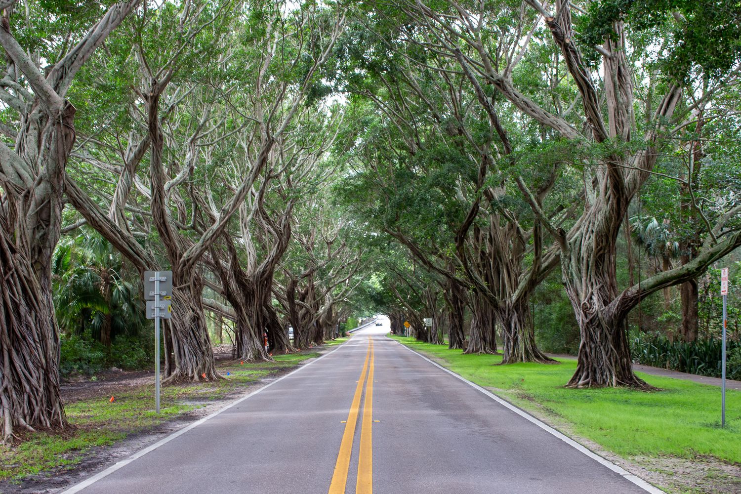 Tree-lined road forming a natural canopy tunnel with large banyan trees on both sides.