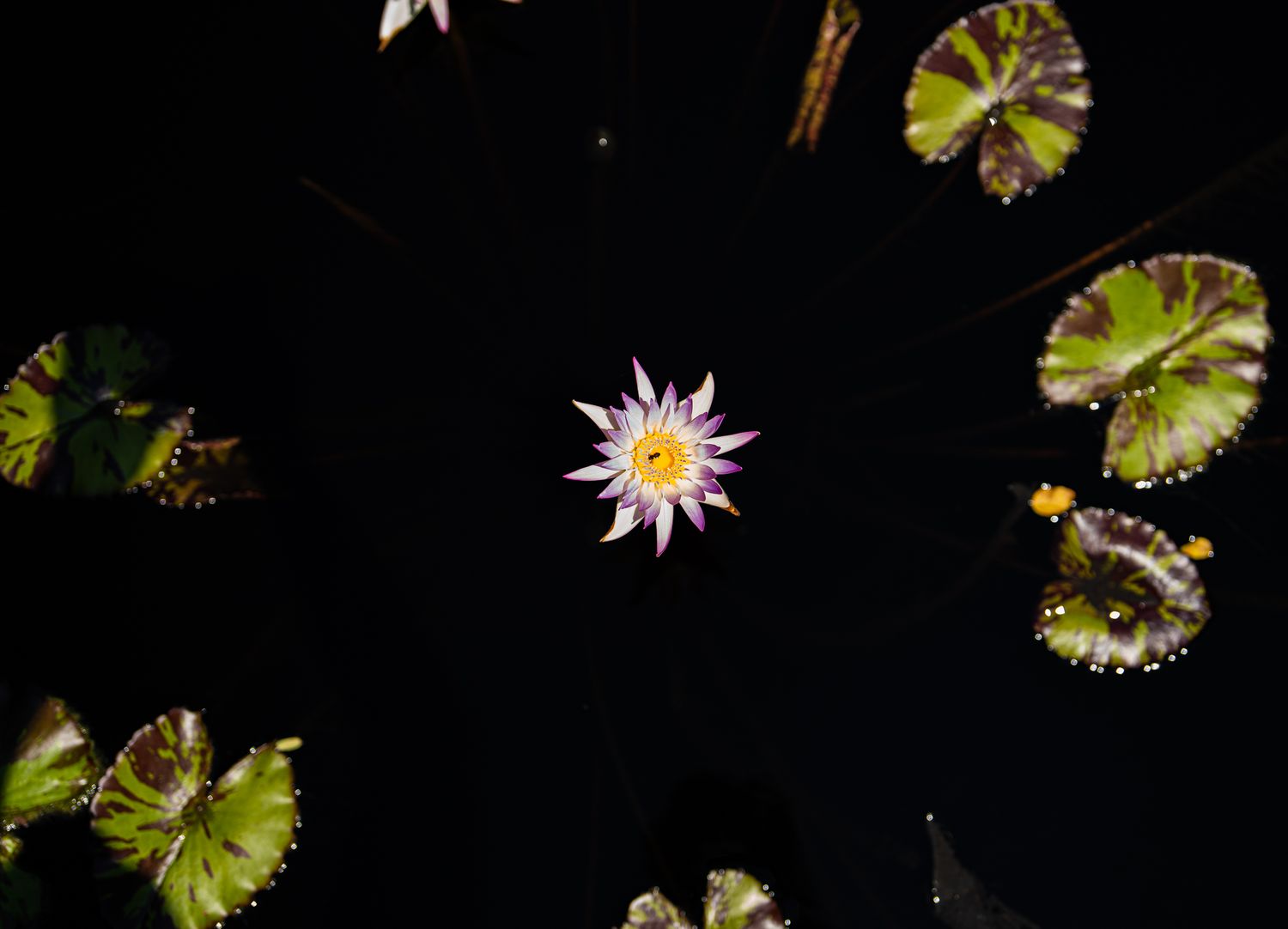 Aerial view of a purple water lily surrounded by green lily pads on dark water at night.