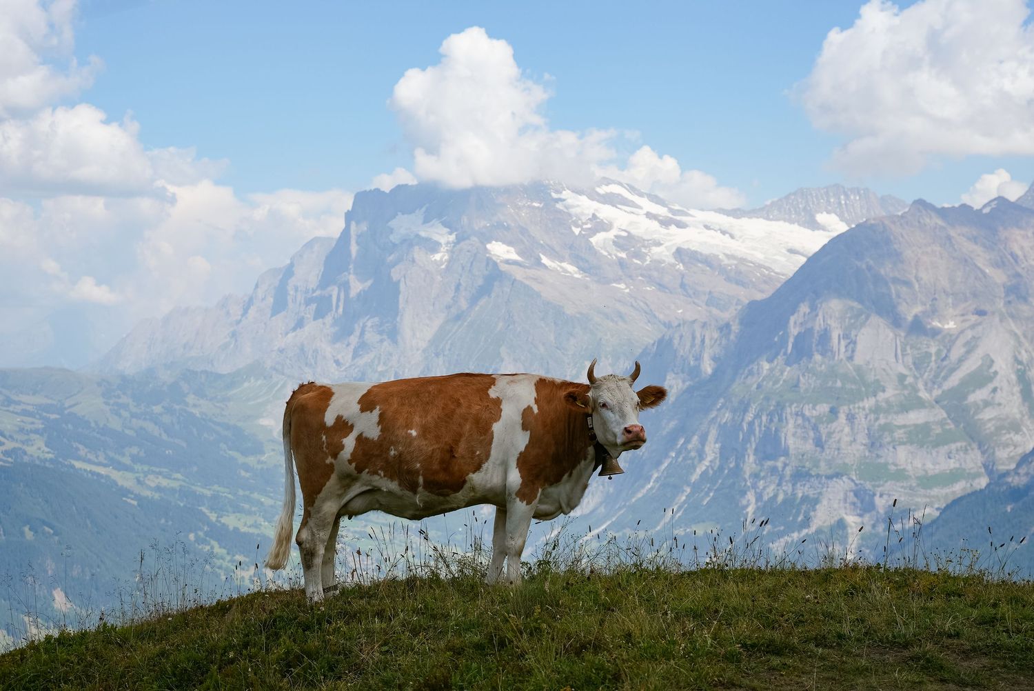 Brown and white cow grazing on alpine meadow with snow-capped mountain peaks in background.