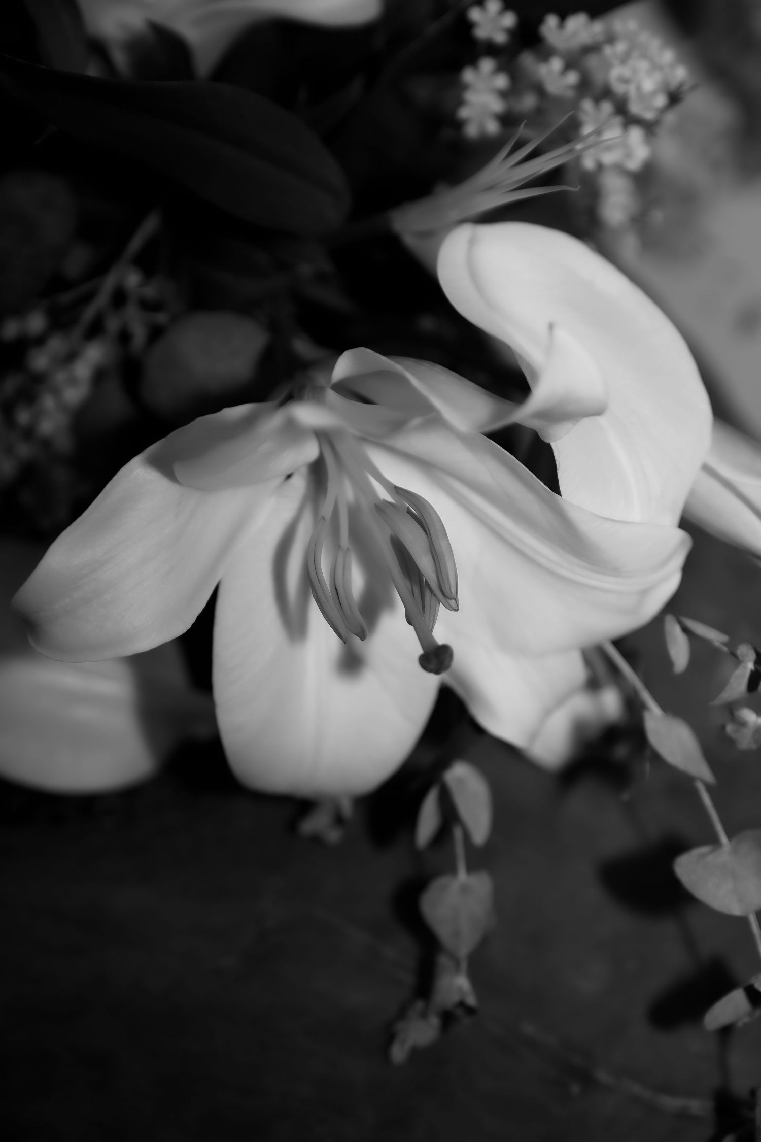 Delicate white flowers in black and white with soft focus and dreamy lighting.