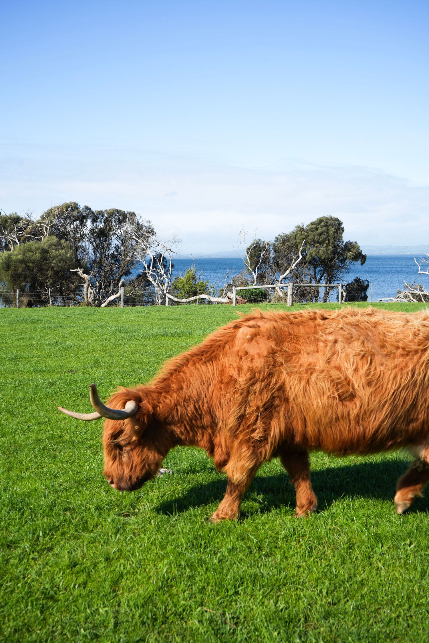 A shaggy Highland cow with long horns grazes on lush green grass with blue ocean and eucalyptus trees in background.