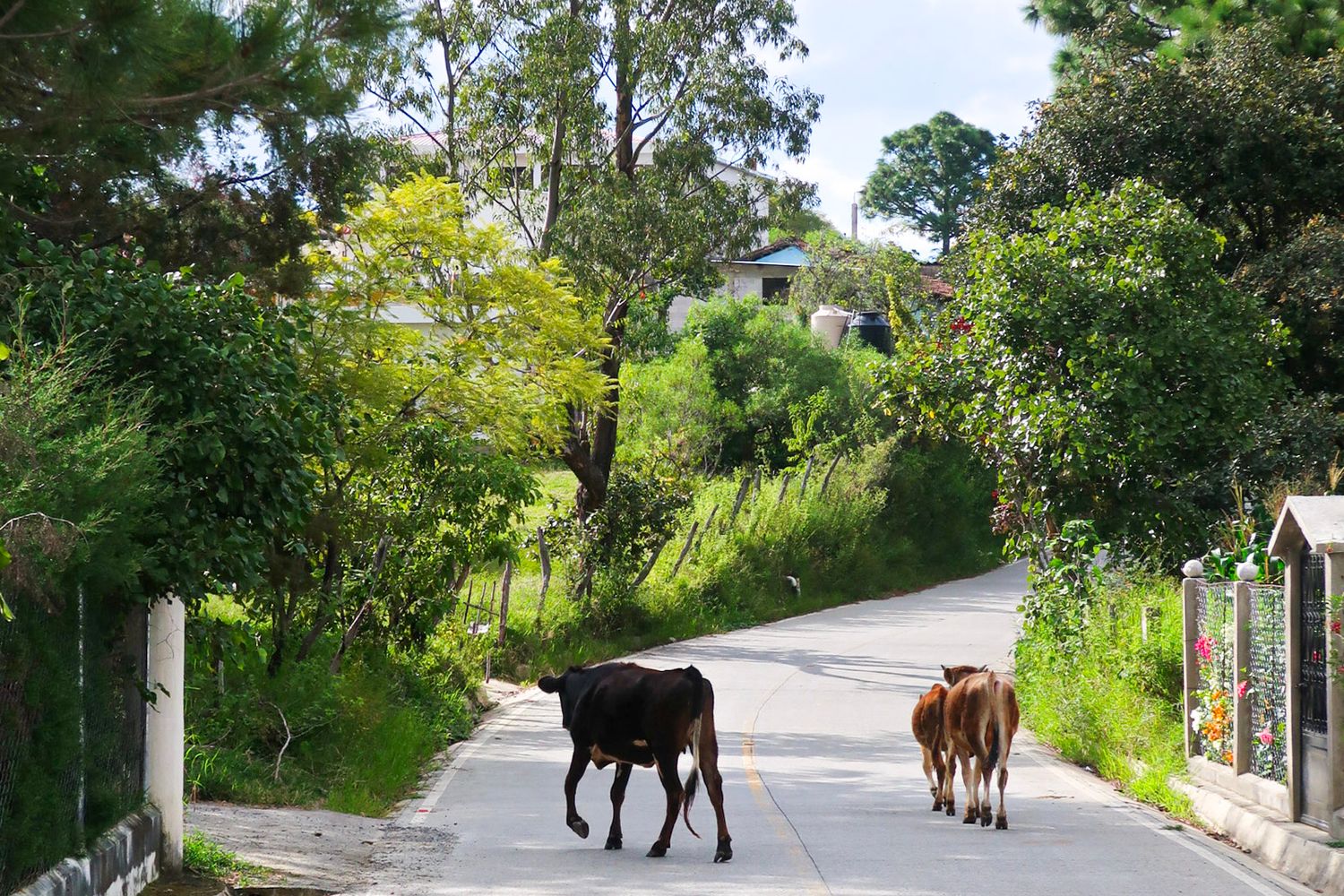 Rural road with horses walking along green countryside path, travel photography, guatemala