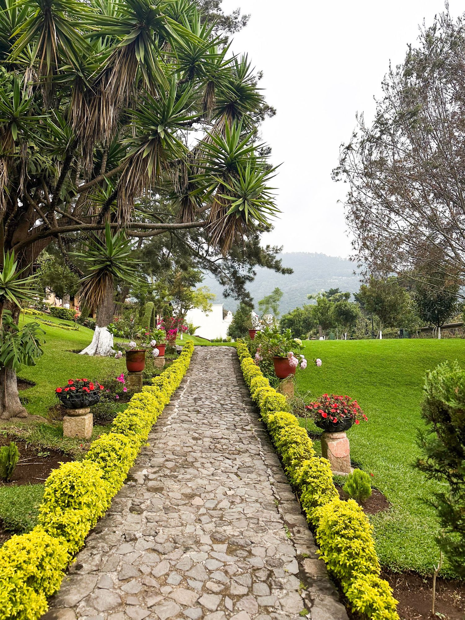 Stone pathway lined with yellow flowers and palm trees leading up a green hillside, travel photography, guatemala