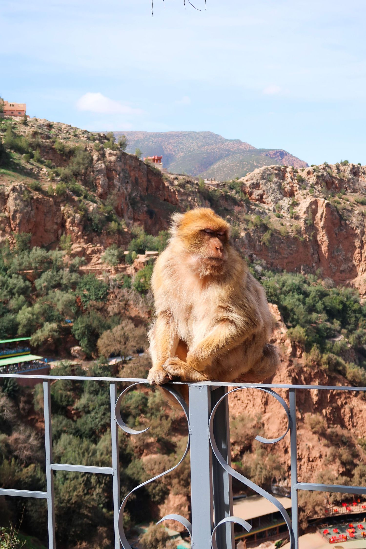 morroco, ozoud waterfall, monkey in africa