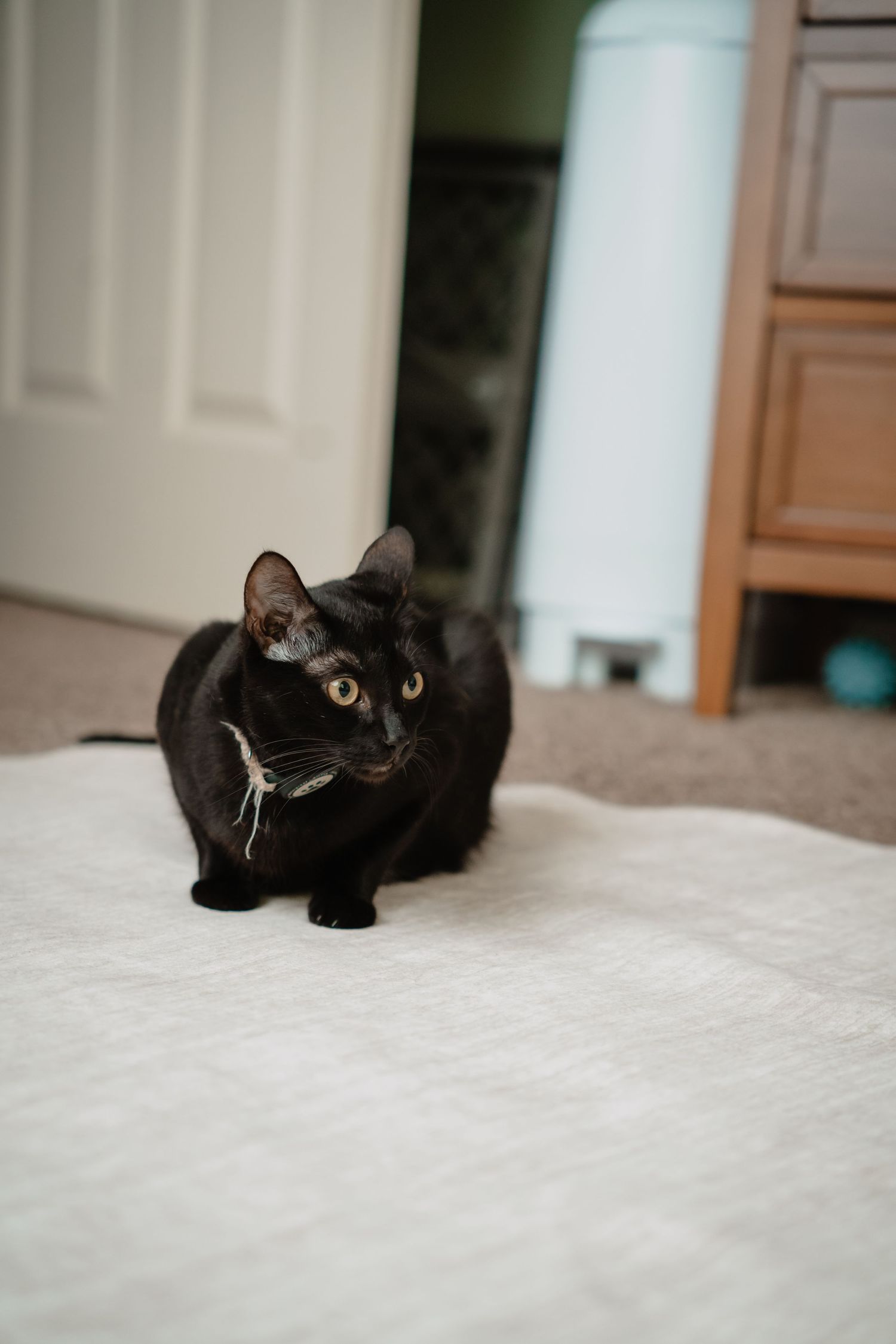 A black cat with yellow eyes sitting on a white blanket on the floor near a door in newborn nursery.
