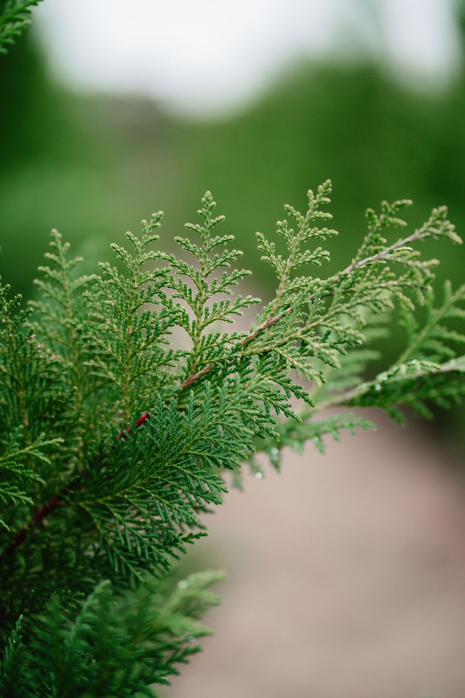 Close-up view of green cedar branches with soft-focus background creating a natural bokeh effect.