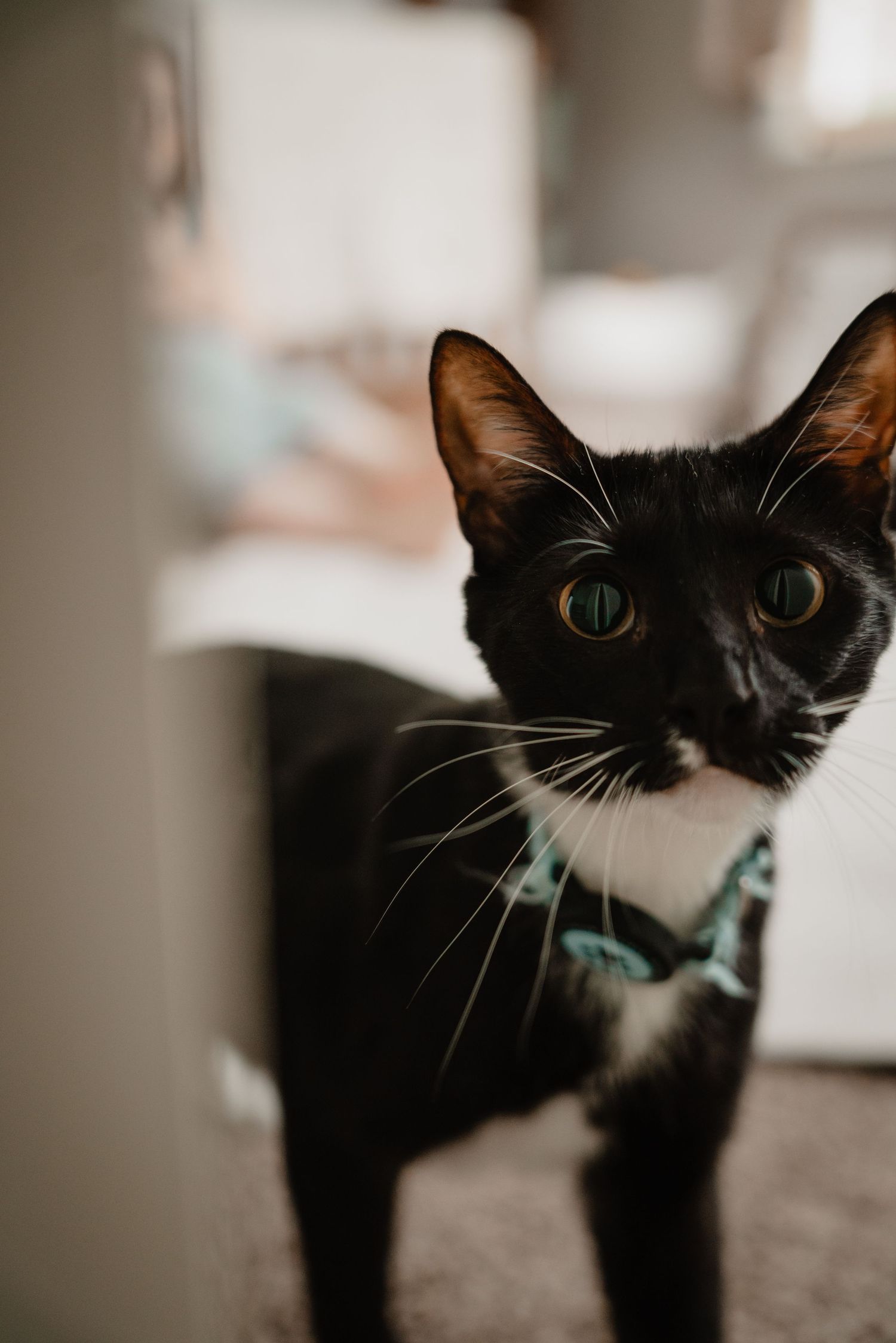 Black and white cat with green eyes wearing a teal collar, standing indoors and looking directly at the camera during family session.