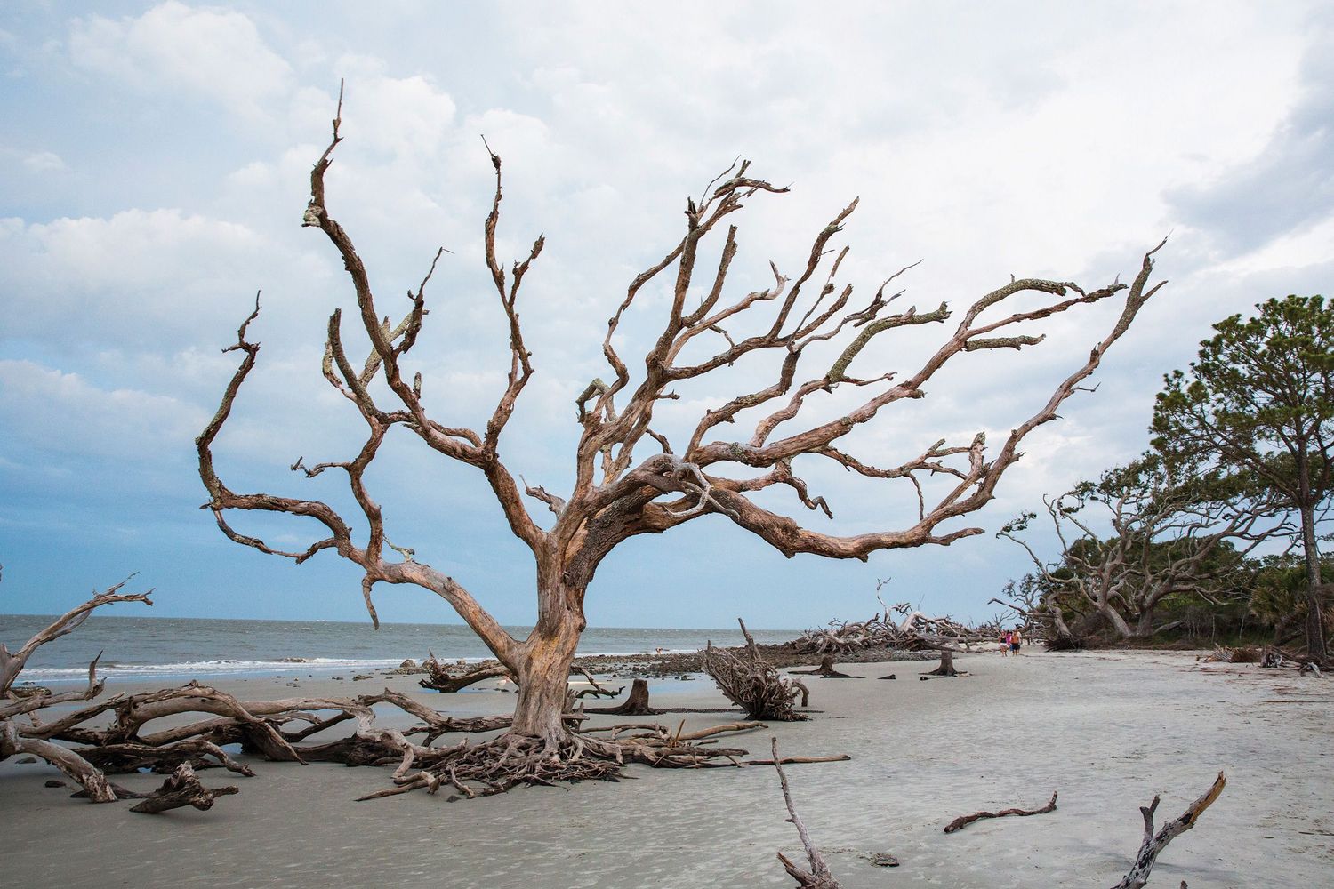 Dead driftwood tree on a sandy beach with scattered logs and cloudy sky in the background.