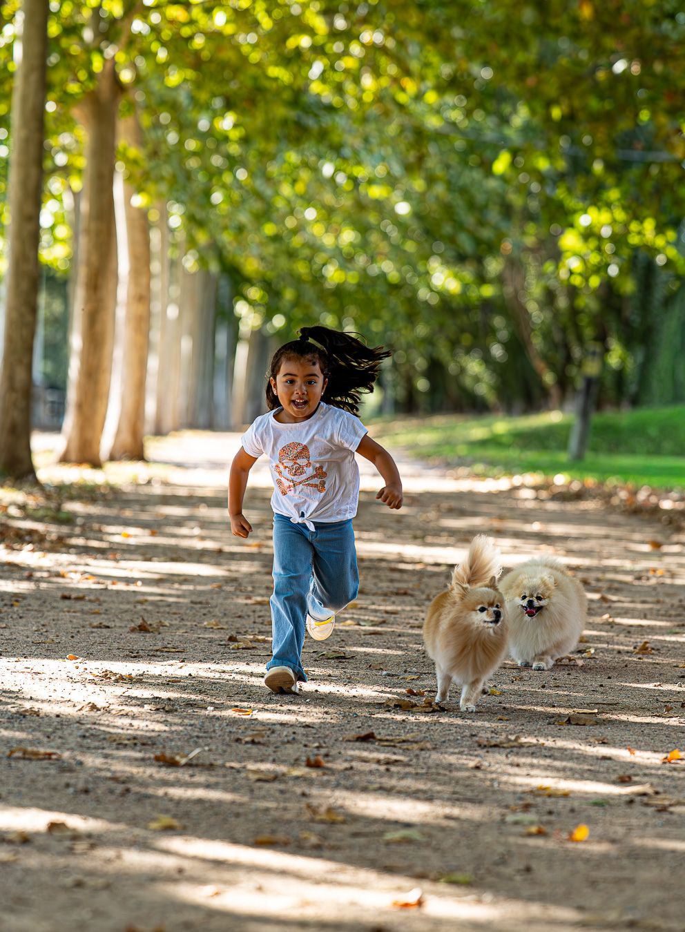A playful game of chase between a fluffy Pomeranian dog and someone in denim on a tree-lined path.