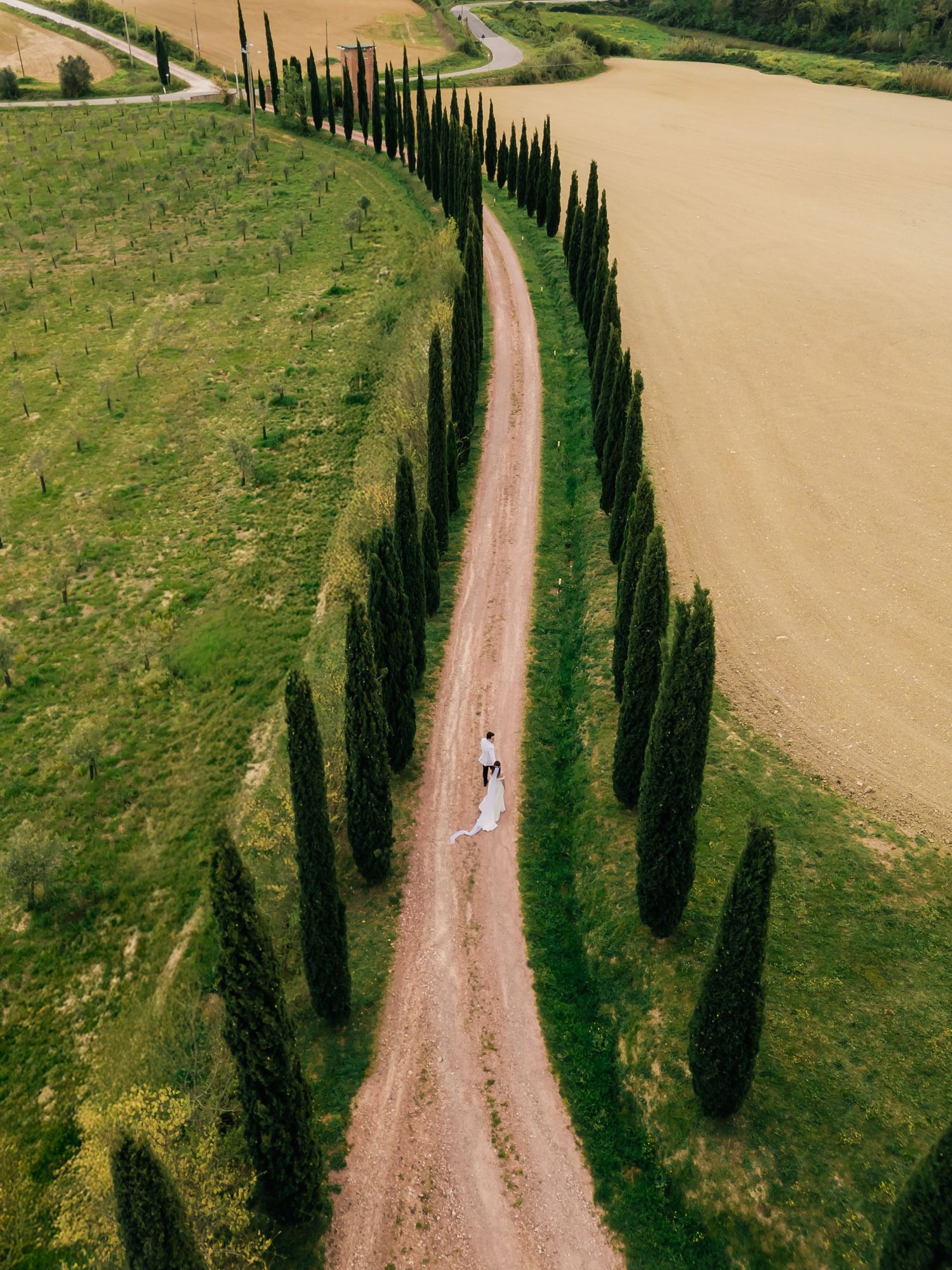 Aerial view of cypress tree-lined dirt road through Tuscan countryside.