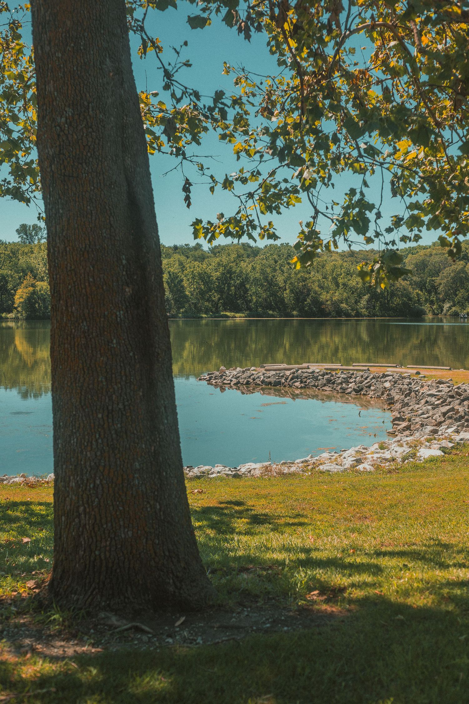 A large tree trunk frames a serene lake with a rocky shoreline, surrounded by lush green trees under a clear blue sky.