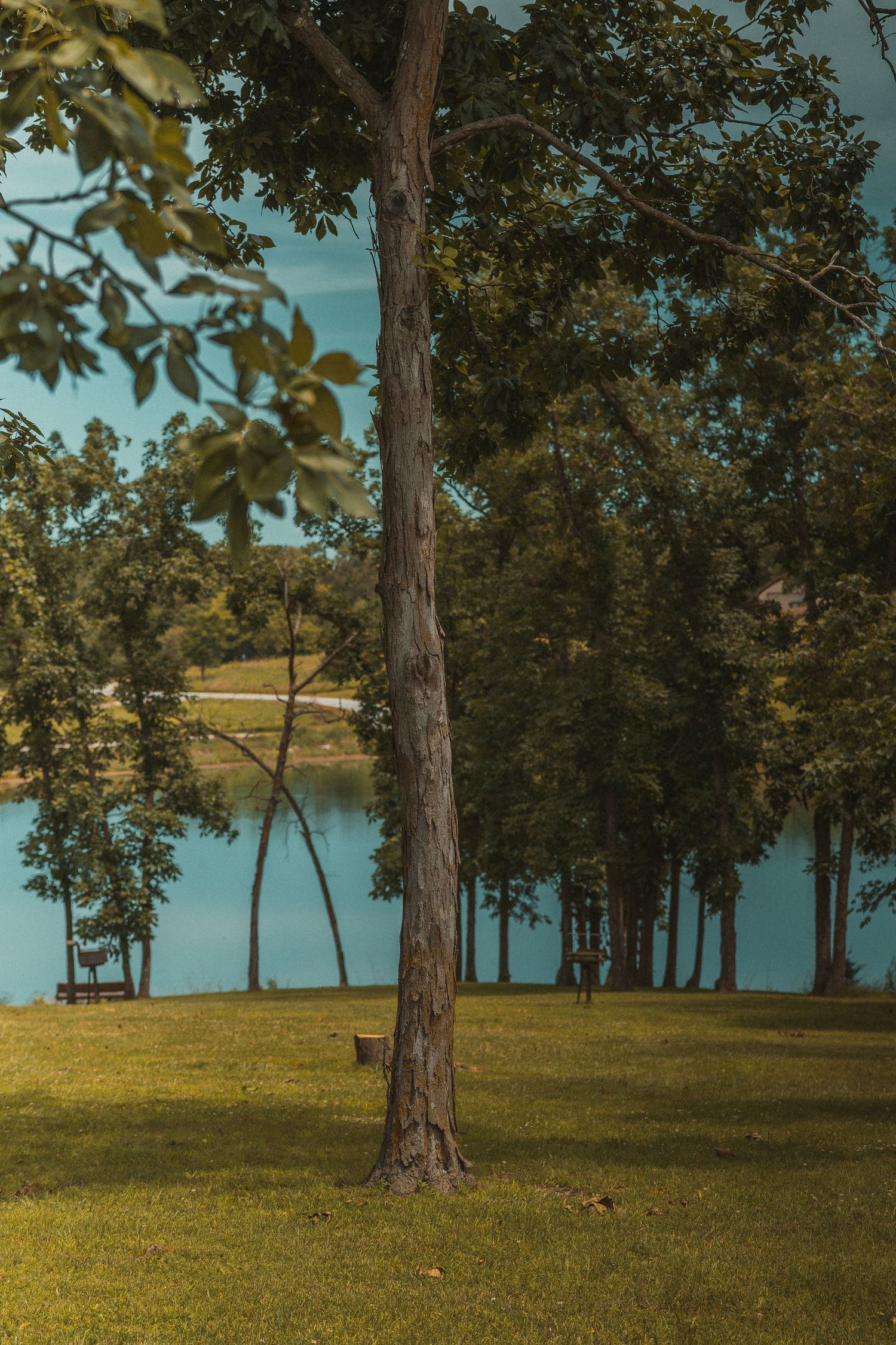 Serene park with tall trees, lush green grass, and a calm lake visible in the background under a blue sky.