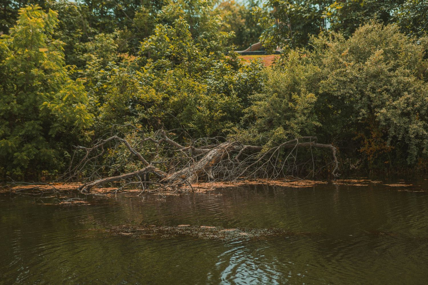 Fallen tree branches rest along a calm river bank surrounded by lush green forest trees.