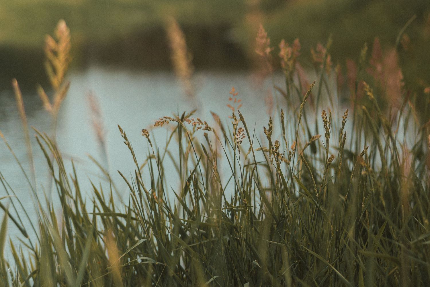 Tall green marsh grasses with seed heads glow in golden light beside a calm reflective lake at dusk.