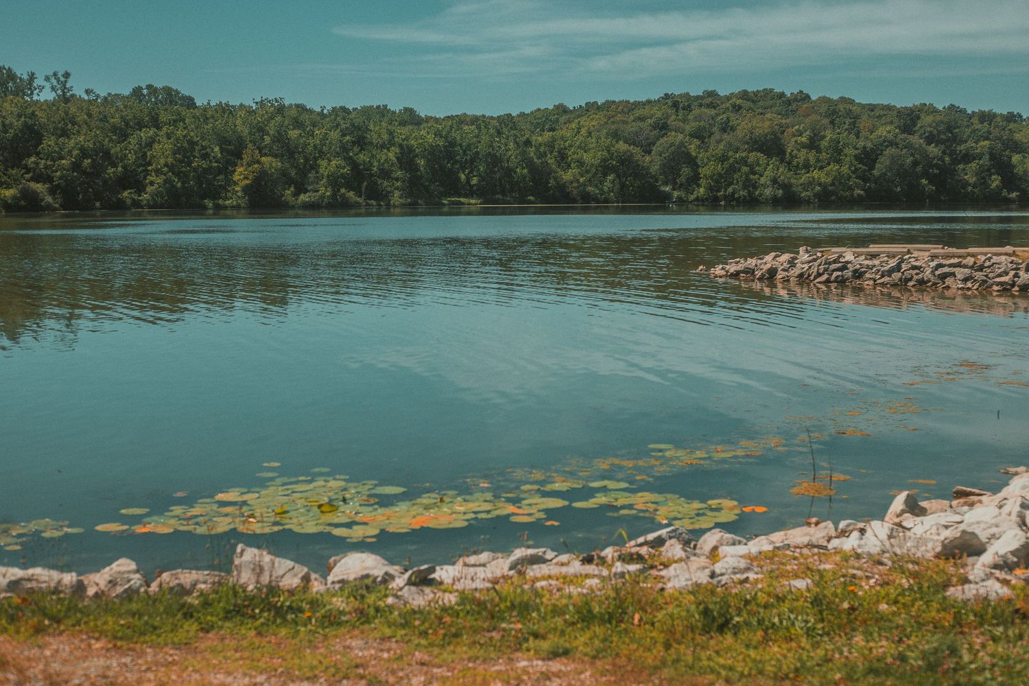 Serene lake with lily pads, rocky shoreline, and lush green forest reflecting on calm blue water under a clear sky.