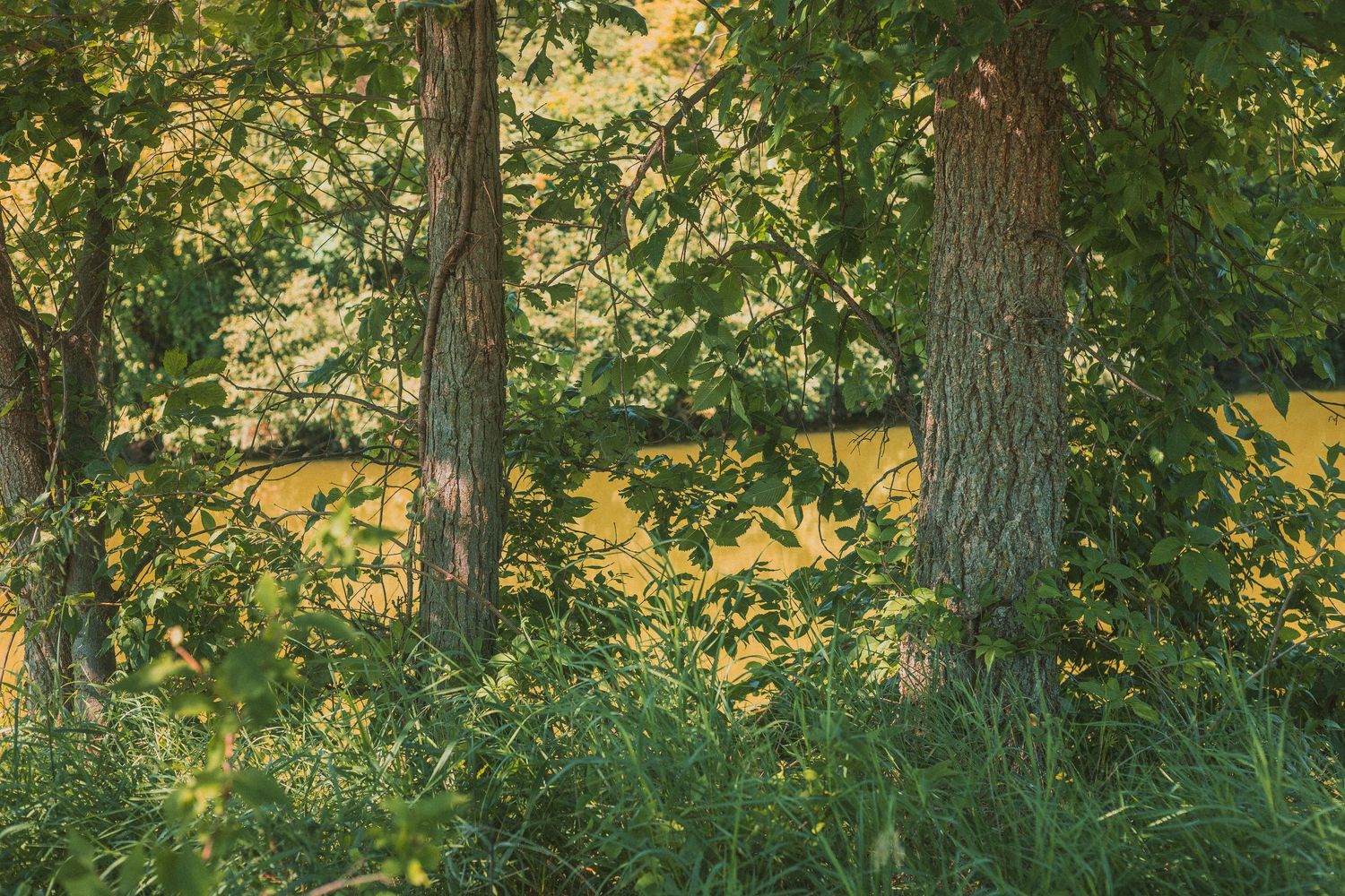 Sunlit forest with tall tree trunks and lush green foliage, with golden yellow light filtering through the trees.