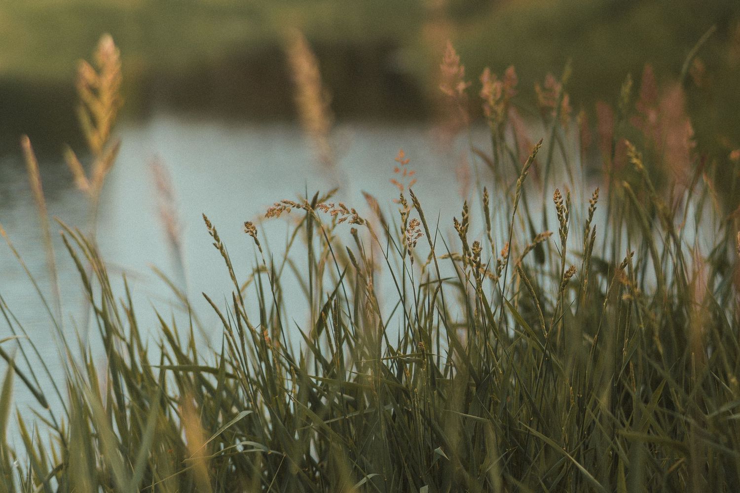Tall green marsh grass with seed heads glowing in golden light near a calm lake at dusk.