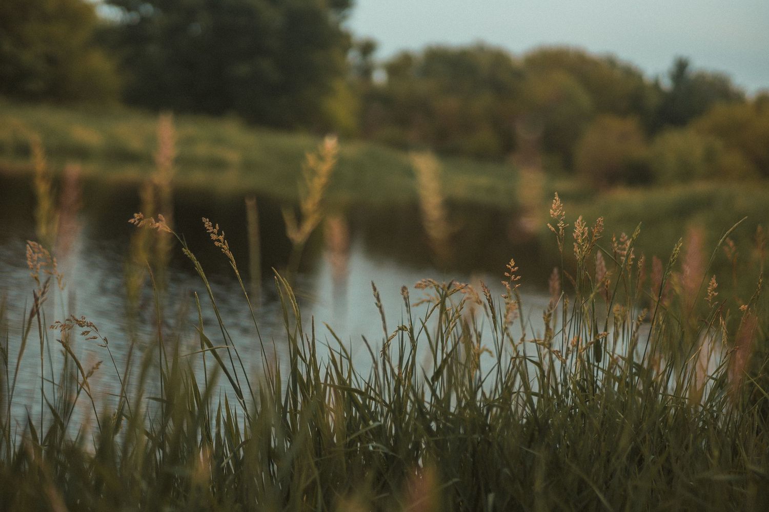 Tall green grass and wild reeds grow along a calm river bank surrounded by lush trees at dusk.