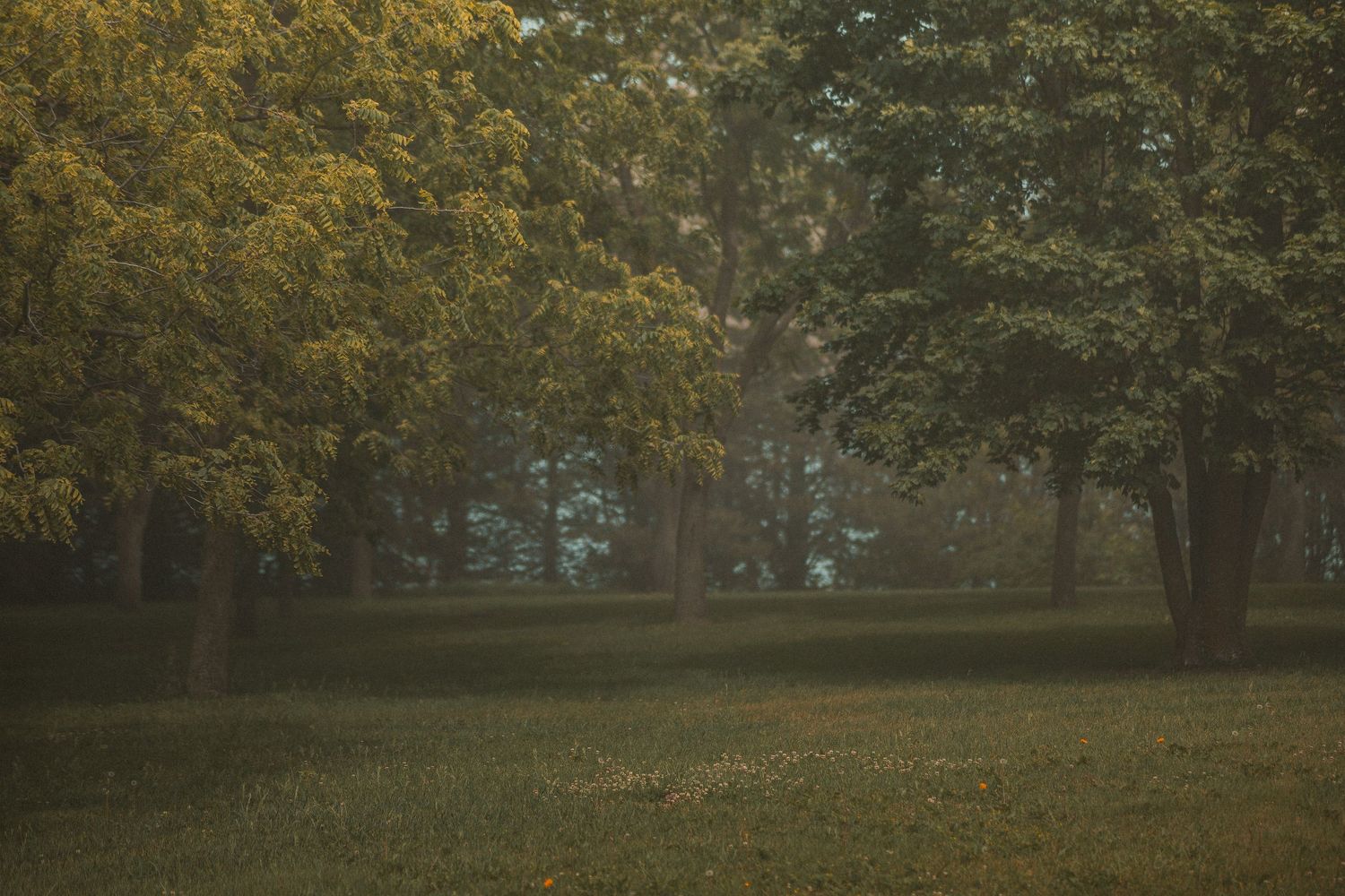 Misty autumn park with large trees displaying yellow-green foliage, fallen leaves on grass in soft, moody morning light.