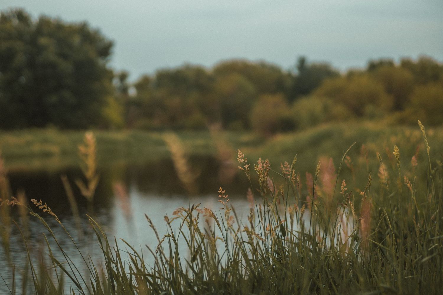 Tall green reeds and grasses grow along a calm river bank with blurred trees reflected in the water at dusk.