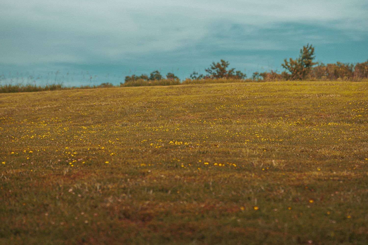 A vast meadow filled with yellow wildflowers stretches under a cloudy sky, with trees lining the horizon.