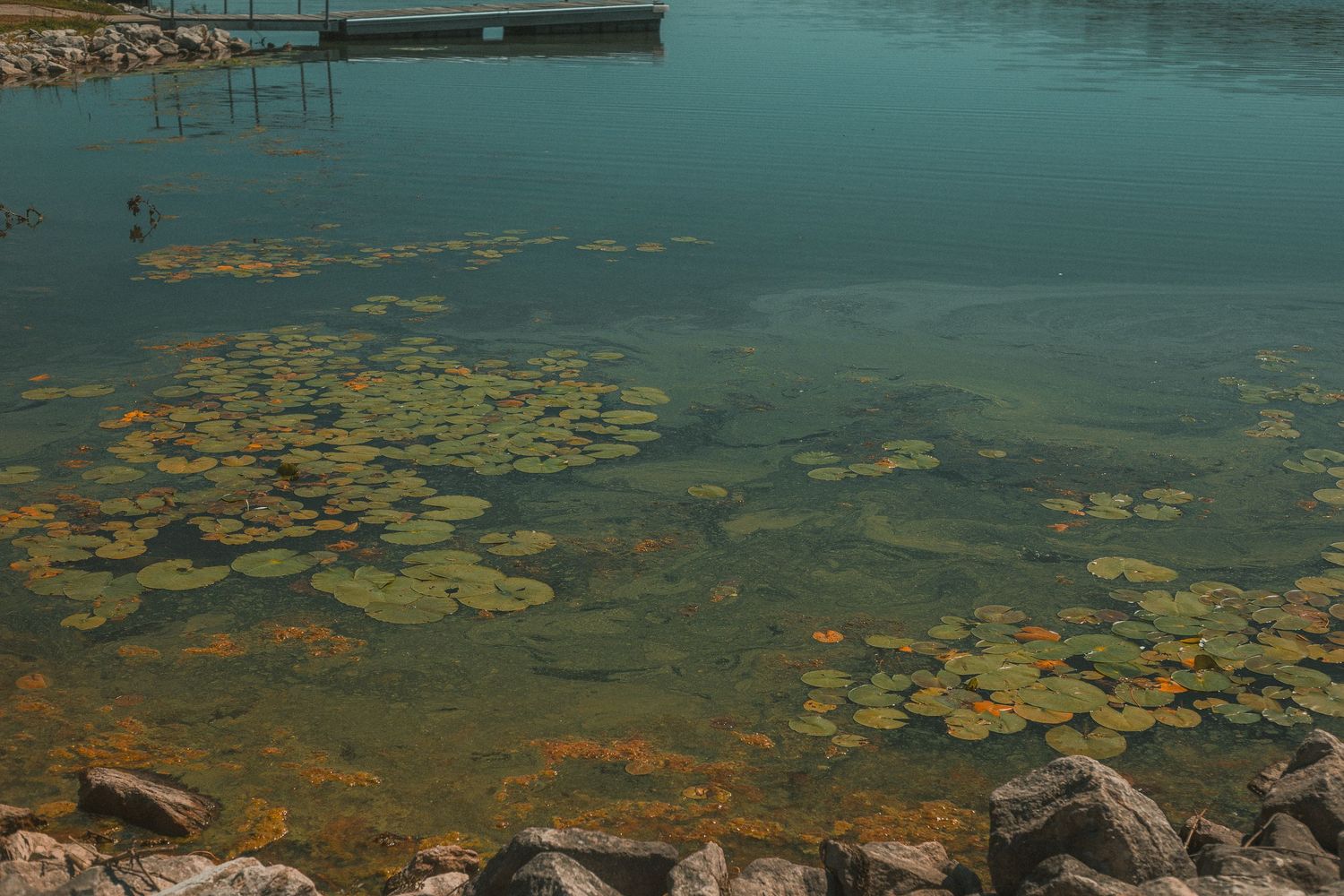 Tranquil lake with lily pads, rocky shore, and a wooden dock reflecting in clear turquoise water.