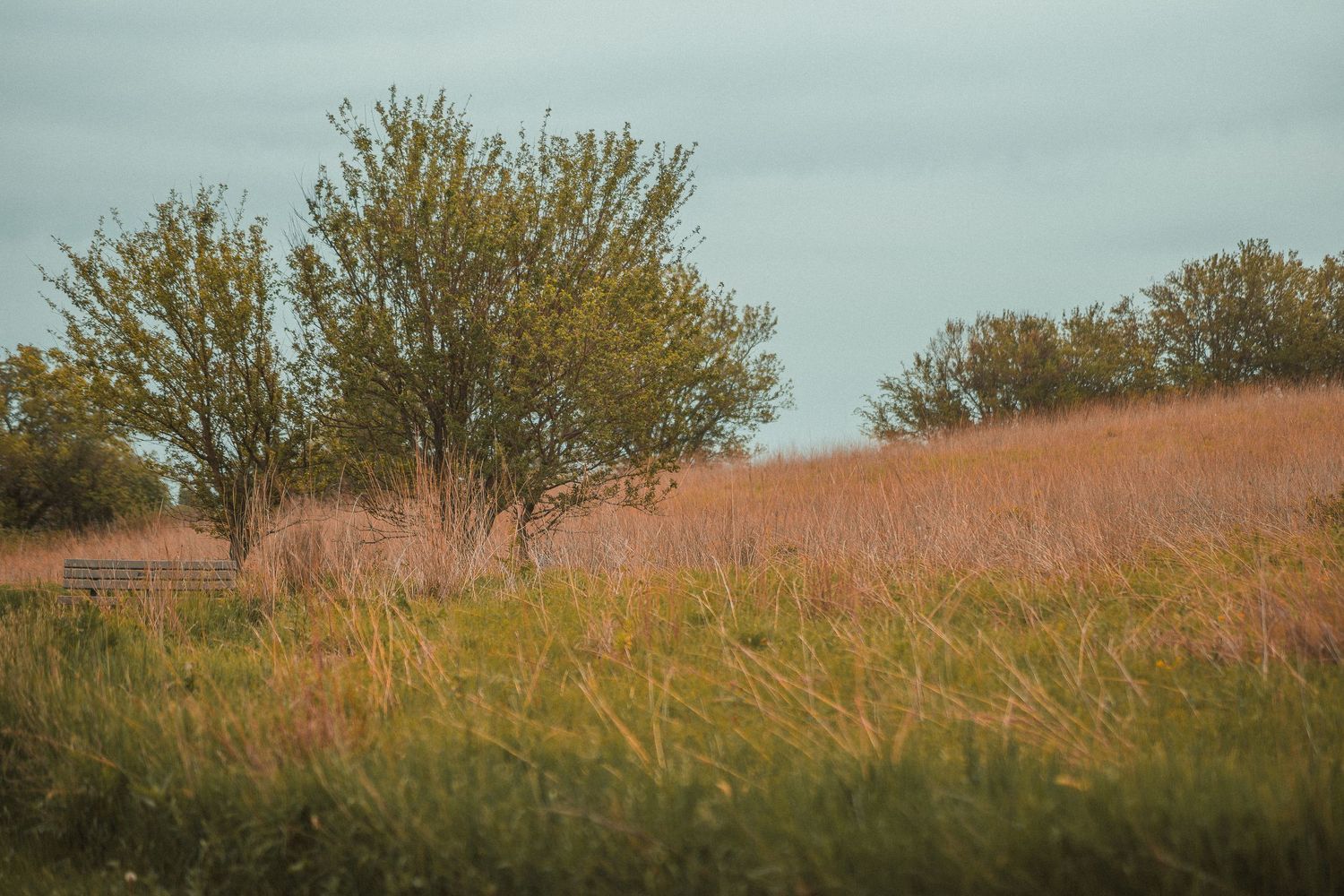 A serene prairie landscape with tall golden grasses and green trees under a cloudy sky.