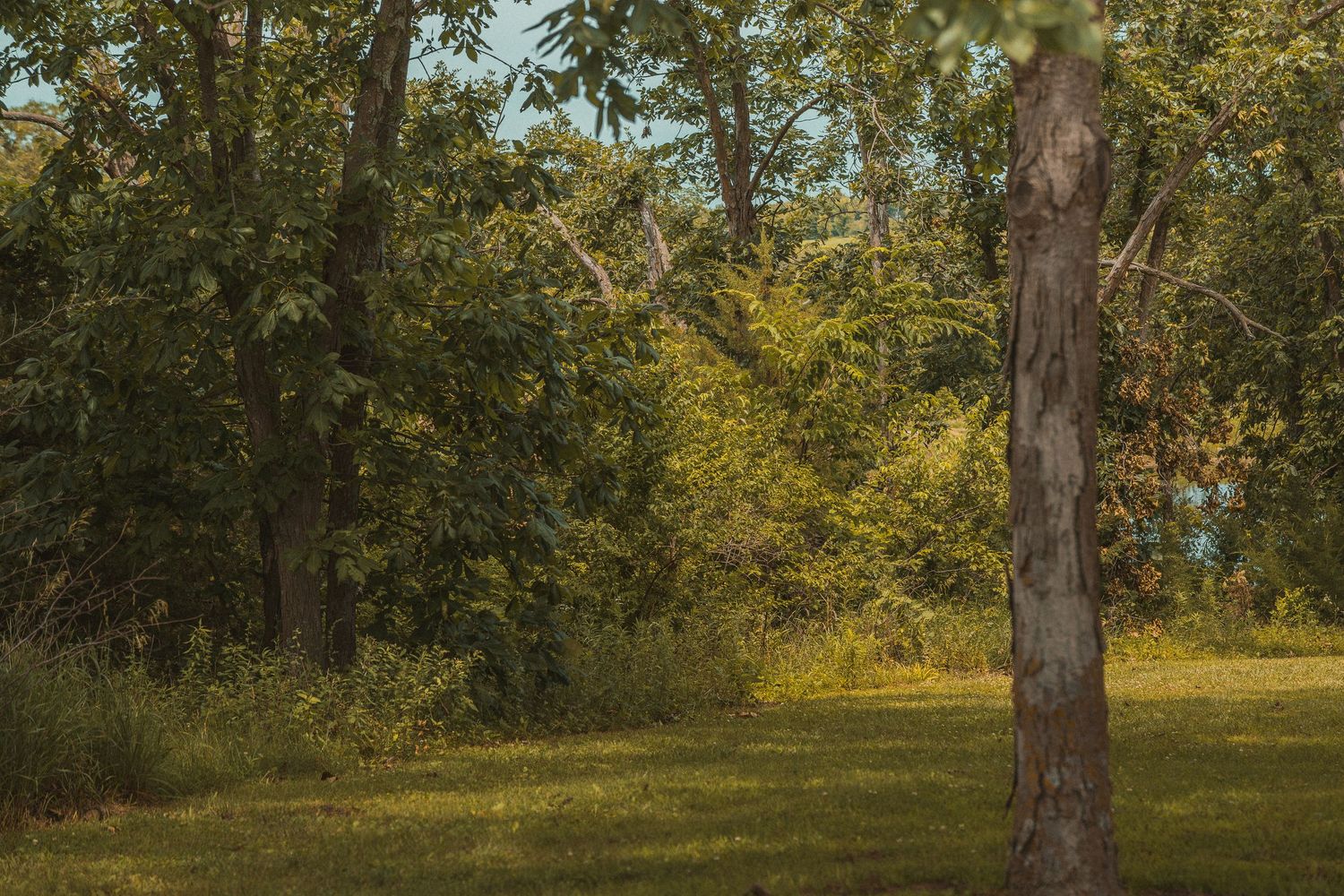 Sunlit green meadow with tall trees and lush forest undergrowth in a serene park setting.