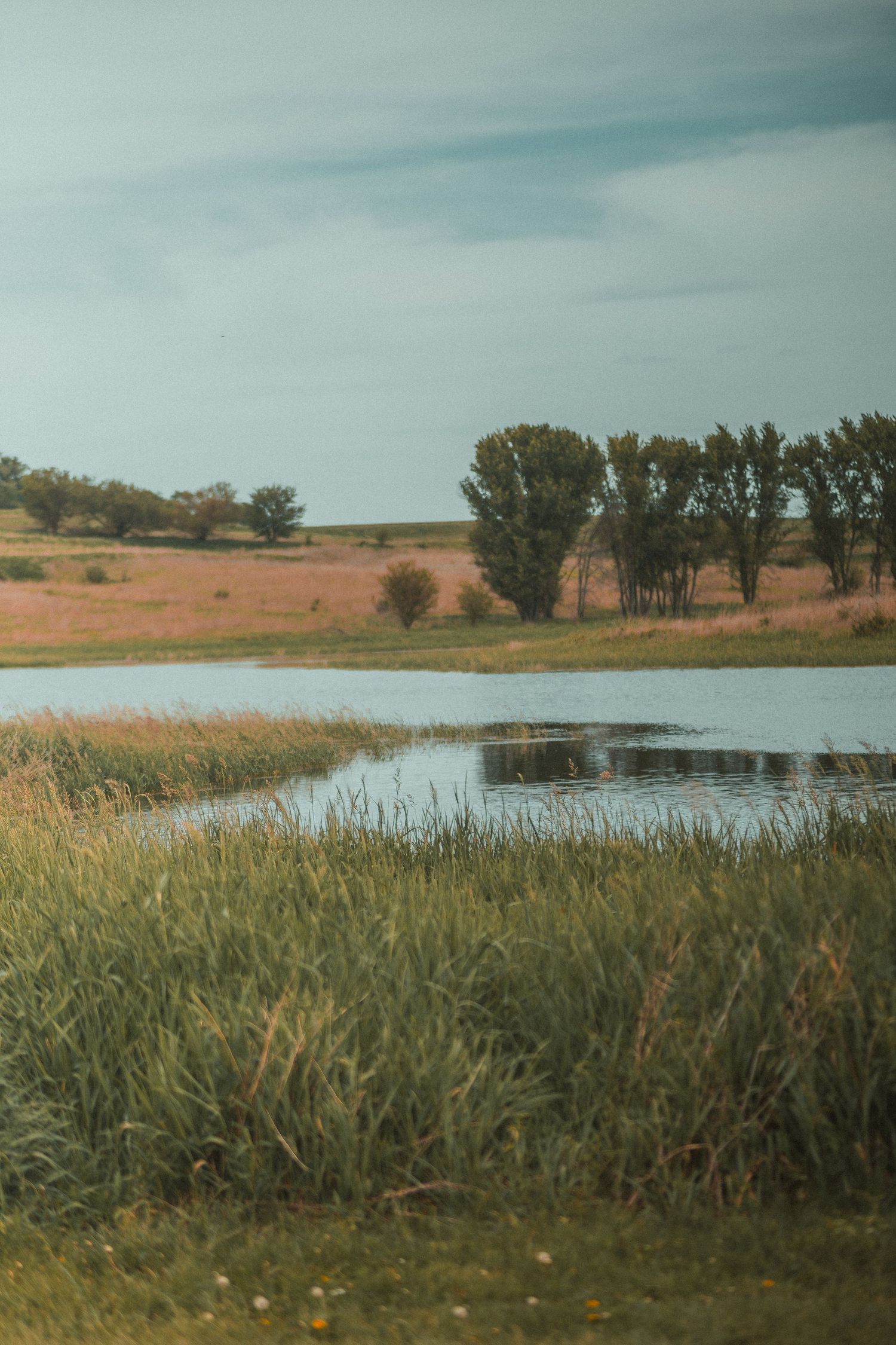 Serene rural pond surrounded by tall grass and trees under a cloudy sky in a peaceful countryside landscape.